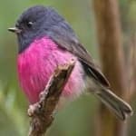 Sample 3 – Pink robin