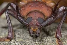 Sample 2 – Long horned beetle