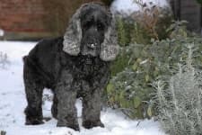 Sample 5 – English cocker spaniel
