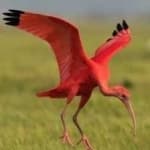 Sample 4 – Scarlet ibis