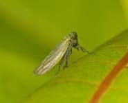 Sample 1 – Leafhopper