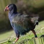 Sample 1 – Takahe