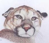 Sample 5 – Cougar face