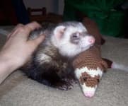 Sample 5 – Black footed ferret