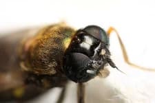 Sample 3 – Fly