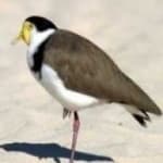 Sample of Masked lapwing