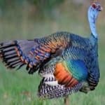 Sample 4 – Ocellated turkey