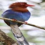 Sample 3 – Sri lanka blue magpie