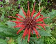 Sample 4 – Bee balm