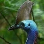 Sample 4 – Cassowary