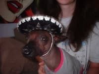 Sample 1 – Mexican hairless