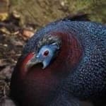 Sample 4 – Bulwers pheasant