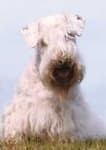 Sample 5 – Sealyham terrier