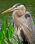 Sample 4 – Heron