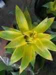 Sample 4 – Bromelia