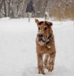 Sample 5 – Irish terrier