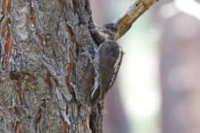 Sample 3 – Woodpecker