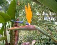 Sample 18 – Bird of paradise flower