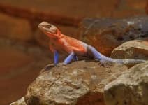Sample 6 – Agama