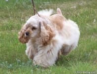 Sample 2 – Cocker spaniel