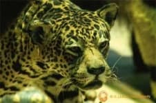 Sample 24 – Jaguar car
