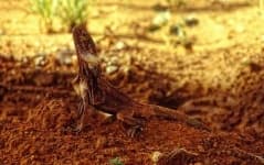 Sample 2 – Frilled lizard