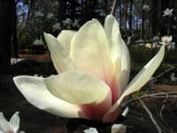 Sample 2 – Magnolia