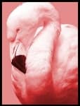 Sample 2 – Flamingo