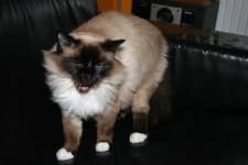 Sample 1 – Birman