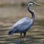 Sample 3 – Blue heron