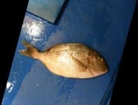 Sample 3 – Red sea bream
