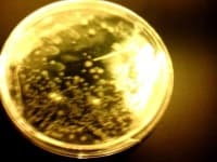 Sample 2 – Petri dish