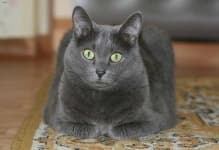 Sample 5 – Russian blue