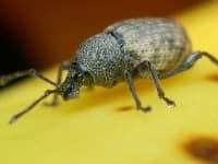 Sample 5 – Weevil