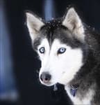 Sample 3 – Eskimo dog