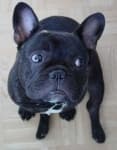 Sample 1 – French bulldog