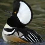 Sample 4 – Hooded merganser