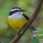 Sample 5 – Bananaquit