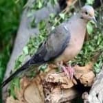 Sample 3 – Mourning dove