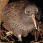 Sample 11 – Bird kiwi