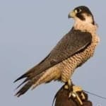 Sample 4 – Peregrine falcon