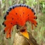 Sample 2 – Royal flycatcher