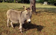 Sample 5 – Donkey
