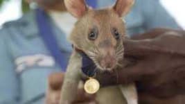 Sample 6 – Rat