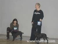 Sample 6 – Staffordshire bullterrier