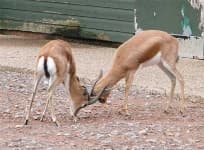 Sample 4 – Gazelle