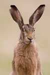 Sample 2 – Hare
