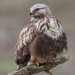 Sample 5 – Rough leg buzzard