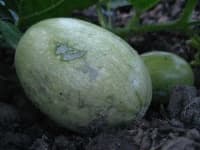 Sample 3 – Spaghetti squash