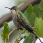 Sample 5 – Ruby throated hummingbird